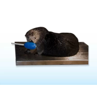 SRV712W Midsize Zoological & Marine Floor Scale
