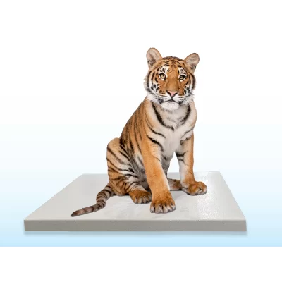 Échelle de Plate-Forme Mobile Zoologique SRV740W (0,76 m x 1,02 m)