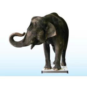 Srv710w Zoological Mobile Platform Scale 0 91m X 1 37m