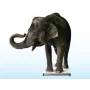 SRV714 Bilancia a Piattaforma Mobile per Animali di Grandi Dimensioni