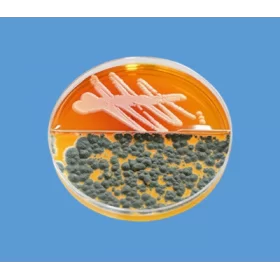 Color-Spot - DTM (Dermatophyte Test Media) - VETMAX®