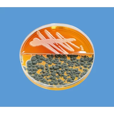 Color-Spot - DTM (Dermatophyte Test Media)