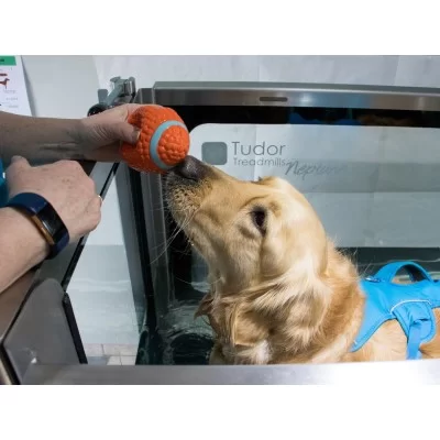 Neptune Canine Hydrotherapy Treadmill